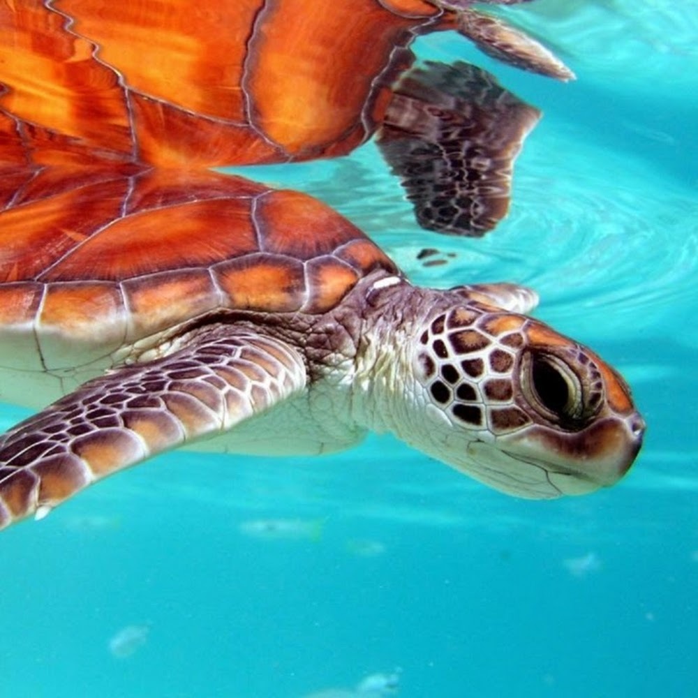 Meet your Posher, Anita